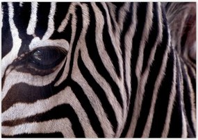 Poszterek 100x70 Makro fotó zebra