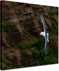 Vászonkép 30x30 Madarak