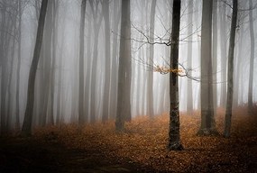 Fotótapéta 380x254 flizelin Erdő #F062 #sf