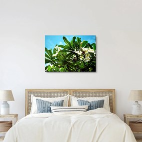 Kép - Plumeria (70x50 cm)