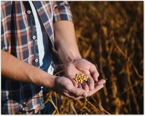 Poszterek 50x40 Egy marék mustármag