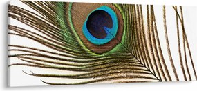 Pávatoll képe (120x50 cm)