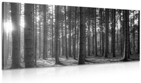Kép reggel az erdőben fekete fehér kivitelben