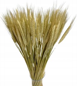 Szárított tritikálé natúr 60db-os aszalt gabona csokor gabona koszorú