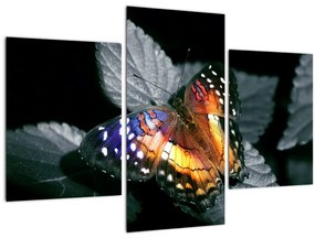 Pillangó képe (90x60 cm)