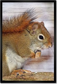 Poszterek keretben 40x60 Mókus