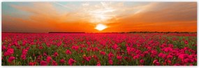 Poszterek 200x66 Rózsaszín pipacsok Naplemente