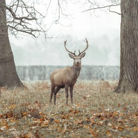 Poszter 50x50cm Szarvas az erdőben, Assaf Frank