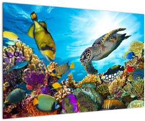 Egy korallzátony képe (90x60 cm)