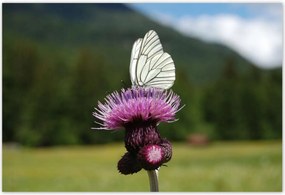 Poszterek 200x135 Fehér káposzta