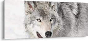 Kép - Farkas a természetben (120x50 cm)