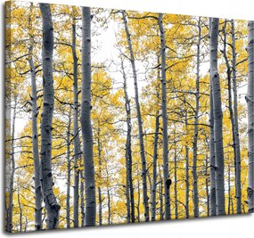 Vászonkép Nyírfák Sárga levelek Természet Tavasz 100x80 cm