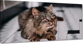 Vászonkép 180x90 Cica