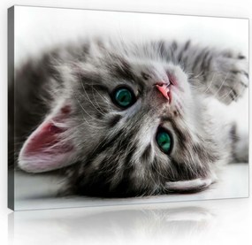 Vászonkép 70x50 Zöld szemű cica skandináv stílusban a nappaliba