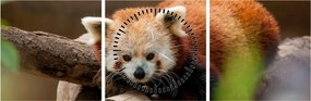 Vörös panda képe (órával) (90x30 cm)