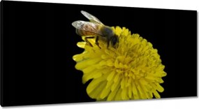 Vászonkép 115x55 Méh a pitypangon