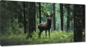 Vászonkép 115x55 Szarvas Erdő Tájkép
