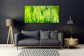 Üvegkép Green Grass Dew Drops 125x50 cm