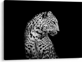Kép - Leopárd (70x50 cm)