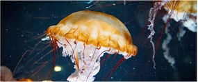 Medúza képe (120x50 cm)