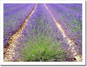 Poszterek keretben 40x30 Levendula