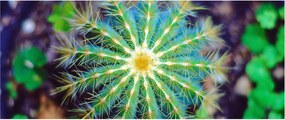 Kaktusz kép (120x50 cm)