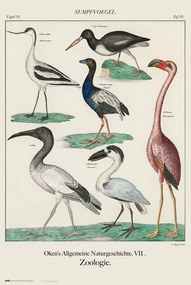 Plakát Vintage Birds, John James Audubon