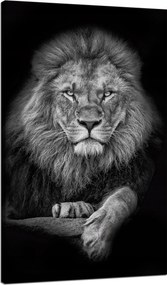 Vászonkép Szürke Oroszlán Arc Túl a Királyon 70x120 cm Ideális ajándék