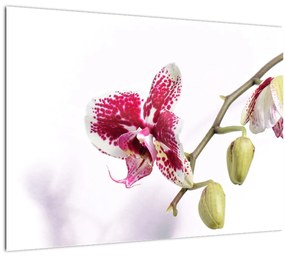 Orchidea virág képe (üvegen) (70x50 cm)