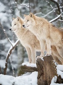 Művészeti fotózás Arctic Wolves Pack in Wildlife, Winter Forest, 4FR, (30 x 40 cm)