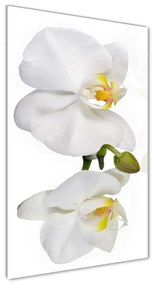 Egyedi üvegkép Fehér orchidea osv-103920801