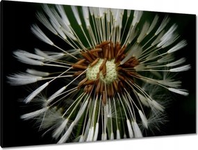 Vászonkép 120x80 Pitypang Virág Virágok