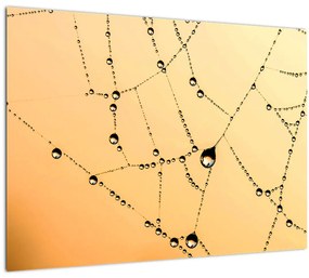 Egy harmatos pókháló képe (70x50 cm)