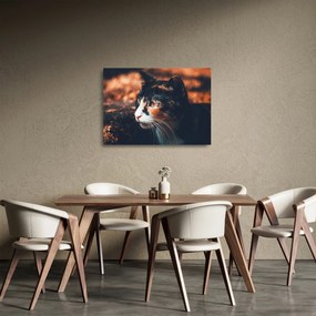 Kép - A macska látképe (üvegen) (70x50 cm)