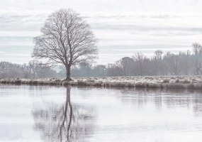 Poszter 100x70cm Fa tükröződése a tóban, Assaf Frank