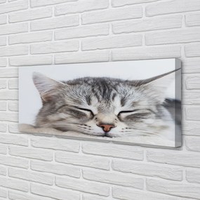 Canvas képek álmos macska 125x50 cm