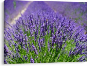 Kép - levandula (70x50 cm)