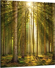 Vászonkép Erdő Fák Nap Természet Tavasz 80x100 cm