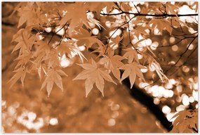 Poszterek 120x80 Szépia Őszi levelek