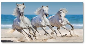 Akrilkép White horse beach oah-95257914