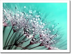 Poszterek keretben 40x30 Harmatcseppek Pitypang