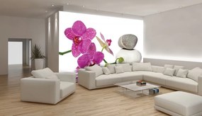 Orchidea poszter, fotótapéta, Vlies (368 x 254 cm)