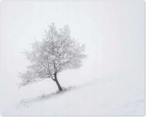 Poszterek 50x40 Fa Fák Kilátás