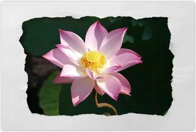 Poszterek 90x60 Lótusz Lótuszvirág