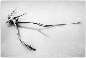 Poszterek 200x135 Tenger Gyökér a tengerparton