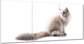 Vászonkép 120x60 Cica Cicák