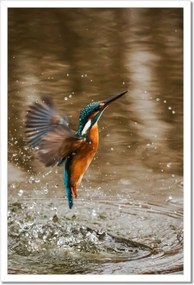 Poszterek keretben 40x60 Vízivó madár Madár