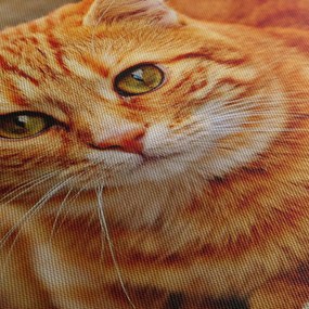 Egy fekvő macska képe (120x50 cm)