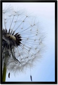 Poszterek keretben 40x60 Hétköznapi pitypang