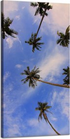 Vászonkép Natura Kókuszpálmák 40x80 cm